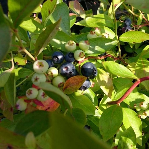 Pot Grown Blueberry Bush Goldtraube23 | ScotPlants Direct